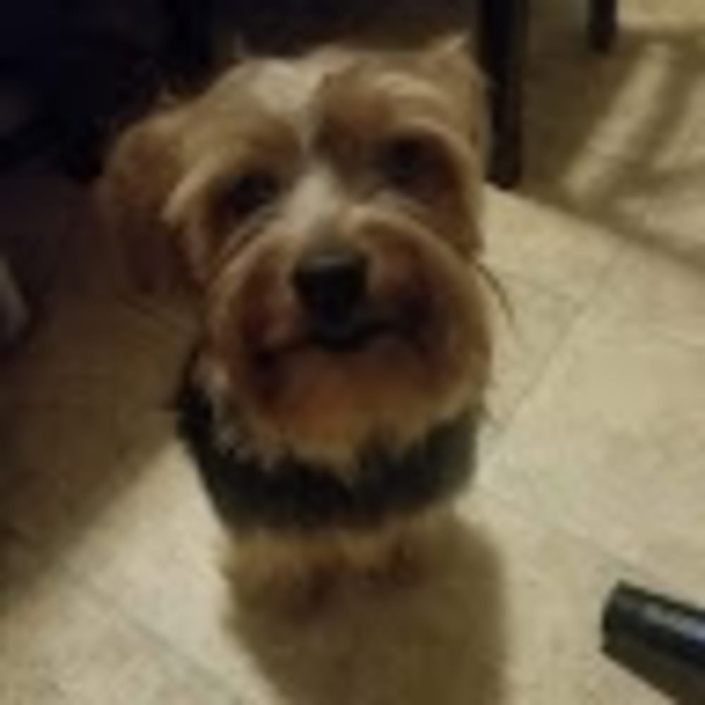 Meet your Posher, Talichi